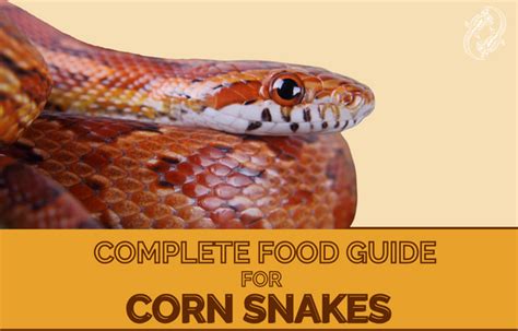 Corn Snake Complete Food Guide – Zen Habitats