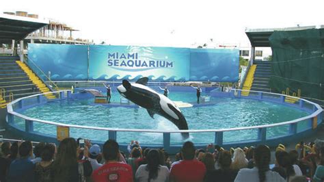 Petition · Buy Tokitae from the Miami Seaquarium and move her to SeaWorld Orlando! - Orlando ...