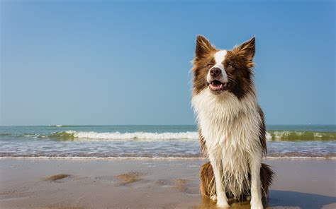 Download wallpaper for 1366x768 resolution | Dog, wet, beach, waves ...