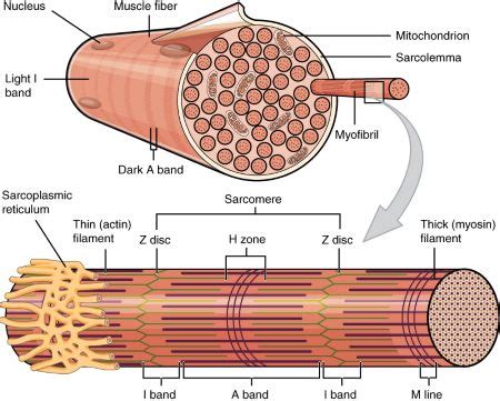 Fill in the blank: Skeletal muscles are made of fiber bundles that ...