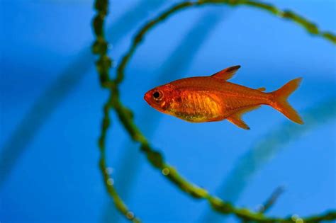 Ember Tetra: Is The Fire Tetra Right For Your Aquarium? | Fishkeeping World