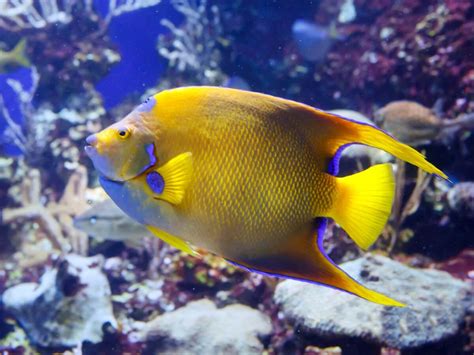 Queen angelfish: habitat and characteristics