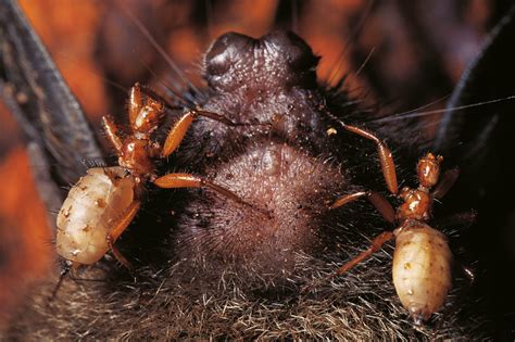 Batfly | New Zealand Geographic