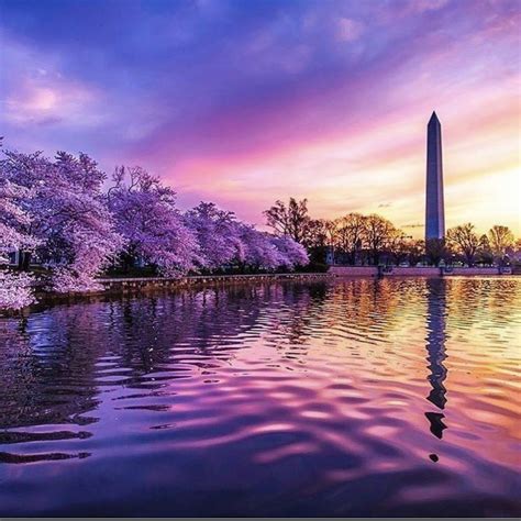 Cherry Blossom in DC | Cherry blossom dc, Cherry blossom, Scenery