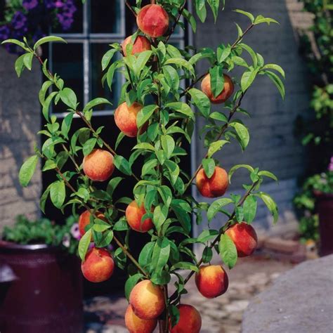 Bonanza Patio Peach Tree | Ison's Nursery & Vineyard