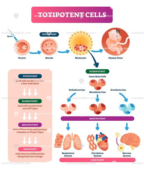 Pin on Health and medicine illustrated