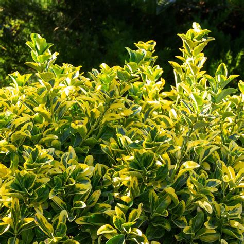 Golden Euonymus Shrubs for Sale– FastGrowingTrees.com