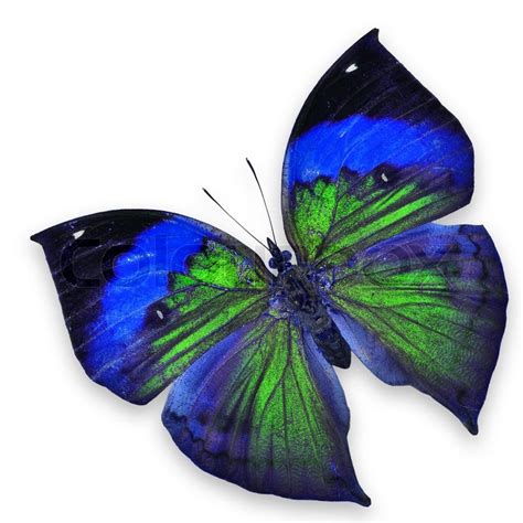 Blue and green butterfly isolated on ... | Stock image | Colourbox