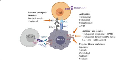 Strategies for targeting HER2-positive gastric cancer. Anti-HER2... | Download Scientific Diagram