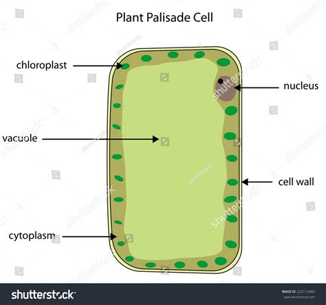 Labelled Diagram Plant Palisade Cell Where Stock Vector 222112483 ...