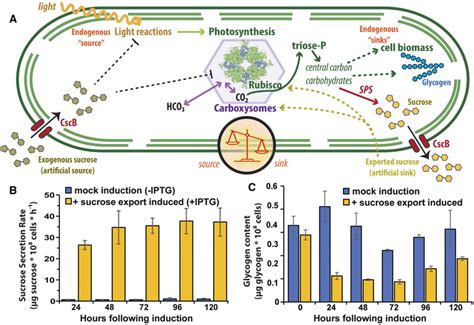 Connection of heterologous sucrose pathway with endogenous metabolism ...