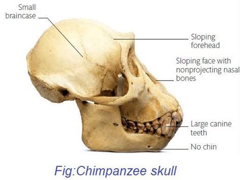 Human Evolution | who is a Human & where from he is?| - Medical eStudy