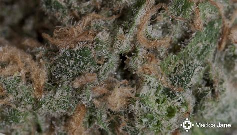 Blue Dream | HD Gallery | Image #2