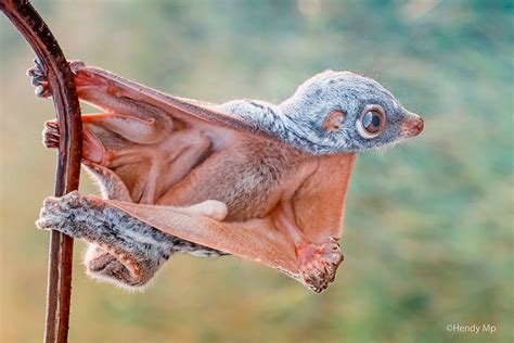 Flying lemur, (order Dermoptera), also called colugo, either of the two ...