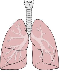 Wikipedia:WikiProject Medicine/Pulmonology task force - Wikipedia, the ...