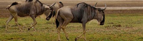 Serengeti Wildebeest Migration - A New Theatre To See Great Migration