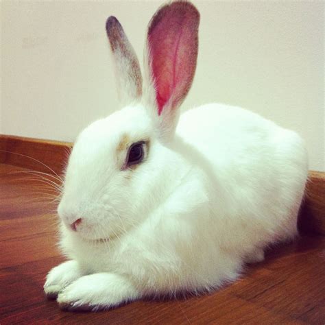 My pet rabbit, Paige. | Pet rabbit, Cute bunny, Pretty animals