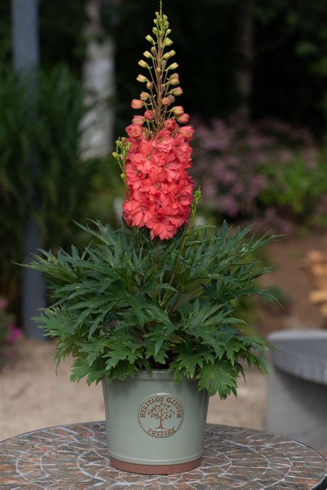 Delphinium 'Red Lark' | Shop Established Delphiniums | Proctors Nursery