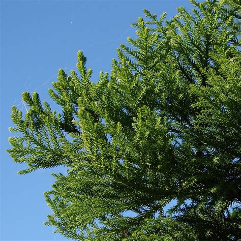 Hoop Pine - ( Araucaria cunninghamii ) | Australian native c… | Flickr