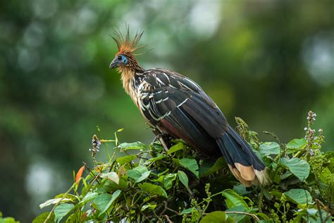 Hoatzin l Amazing Smelly Bird - Our Breathing Planet