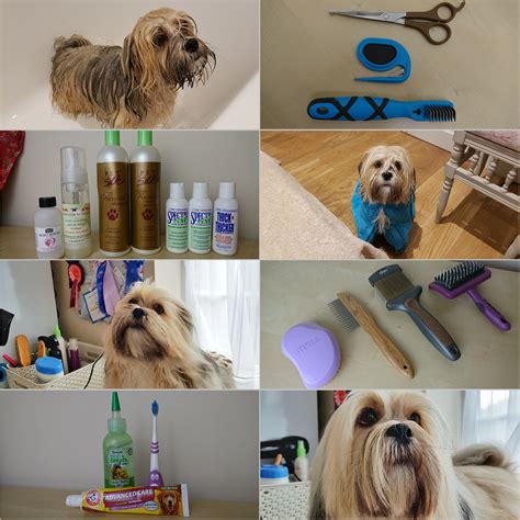 Grooming a Lhasa Apso | Paws across Britain