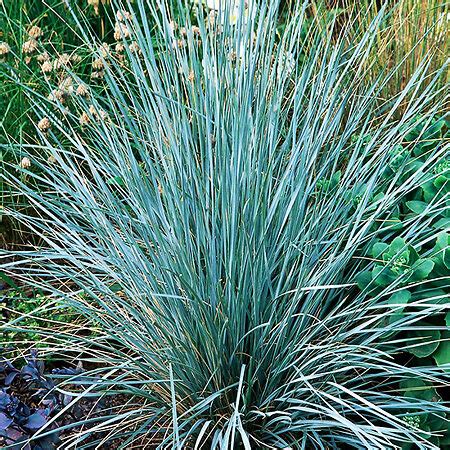 Blue Oat Grass For Sale Online | The Tree Center