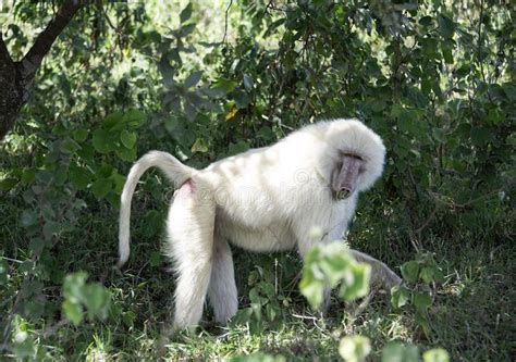 Mandrill, Baboon, Albino, Primates, Creature Design, Creatures, Wild ...