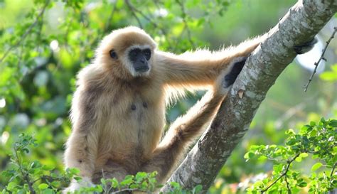 Earliest gibbon fossil unlocks clues about the history of apes ...