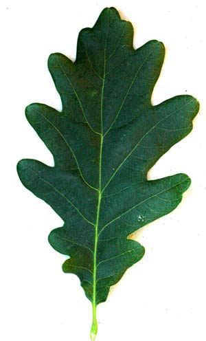 Oak leaf / 5 to 7 wavy lobes on each side of the leaf | Oak leaf ...