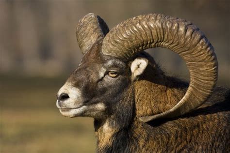 Argali Sheep: Characteristics of a Wild Mountain Sheep - My Animals