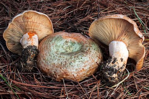 California Fungi: Lactarius deliciosus