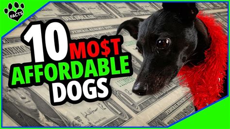 Top 10 Budget-Friendly Dog Breeds That Won't Break the Bank - Dogs 101 - YouTube