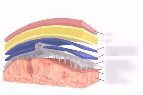 Anatomy quiz 2 (Meninges 1) Diagram | Quizlet