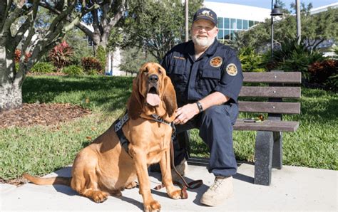 15 Best Detection Dog Breeds With Excellent Sense of Smell - HubPages