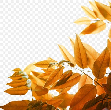 Leaf Yellow Autumn Wallpaper, PNG, 989x981px, Leaf, Art, Autumn ...