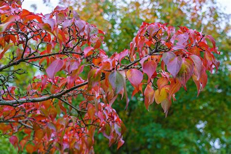 How to Grow and Care for Kousa Dogwood Trees