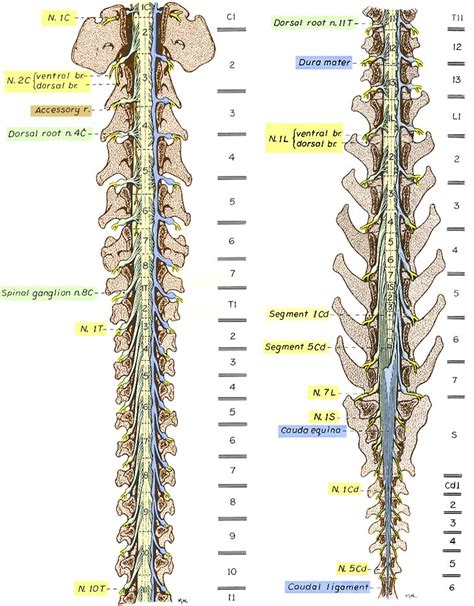 Canine Spinal Cord