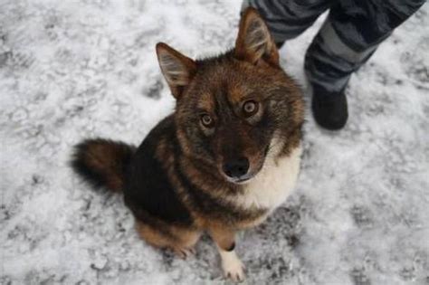 The Sulimov dog, also known as the Shalaika, is a Russian jackal-dog ...