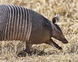 Nine Banded Armadillo - Facts, Diet, Habitat, Reproduction, Life Span ...