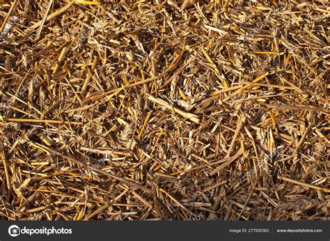 Texture Yellow Hay Dry Grass Collected Drainage Hay — Stock Photo © kovbasniuk #277930362