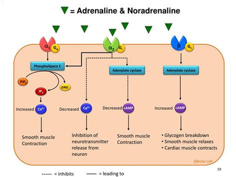 PPT - Neurotransmitters PowerPoint Presentation, free download - ID:2245033