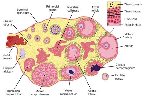 Female Reproductive Anatomy