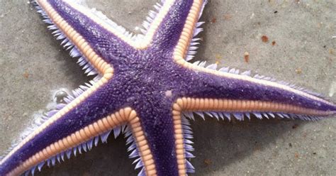 Animal A Day!: Royal Starfish