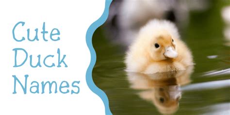 250+ Duck Names for Your Feathered Friend (From Aflac to Xerxes) - PetHelpful