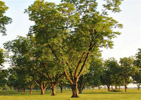 Pawnee Pecan Tree Tree For Sale