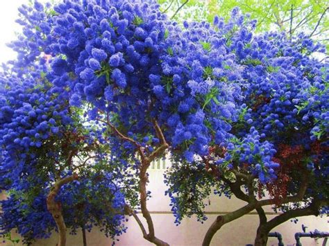 131 best images about BLUE FLOWERS ID on Pinterest | Gardens, Hedges ...