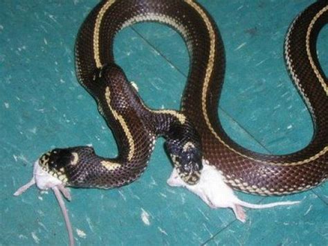 conjoined or Siamese twin snake | Reptiles | Snake, Weird creatures, Rare animals