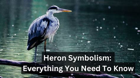 Heron Symbolism: Everything You Need To Know - Birds Advice