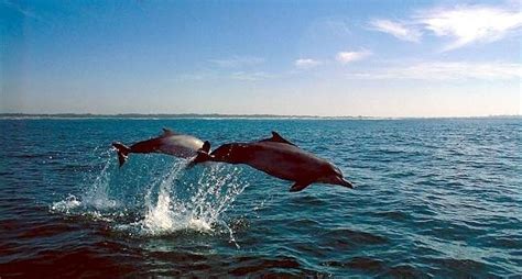 Atlantic Humpback Dolphin – "OCEAN TREASURES" Memorial Library