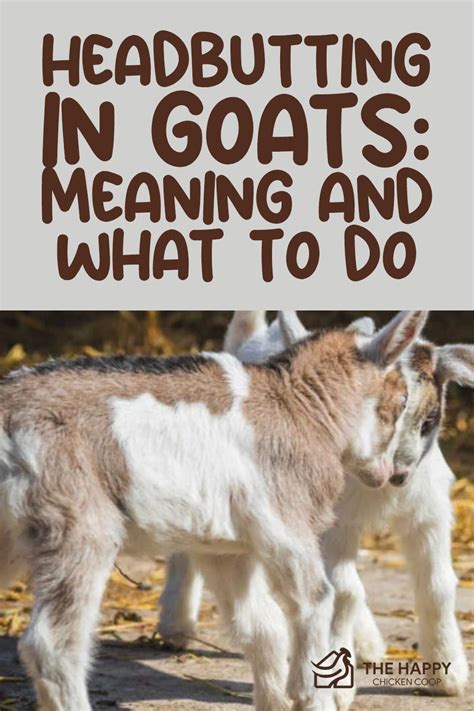 Headbutting in Goats: Meaning and What To Do in 2024 | Goats, Raising farm animals, Goat care